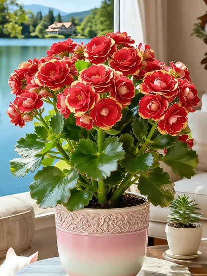 💮🏡Four Seasons Flowering & Attractive Flower Colors - Double Kalanchoe🪴