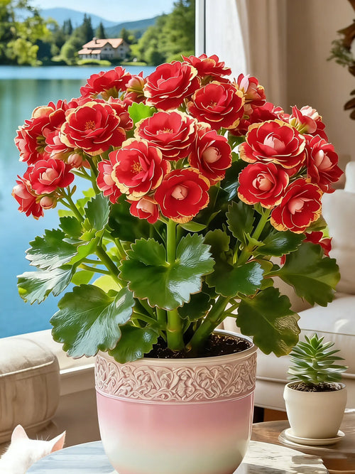 💮🏡Four Seasons Flowering & Attractive Flower Colors - Double Kalanchoe🪴