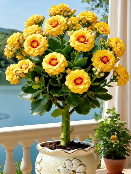💮🏡Four Seasons Flowering & Attractive Flower Colors - Double Kalanchoe🪴