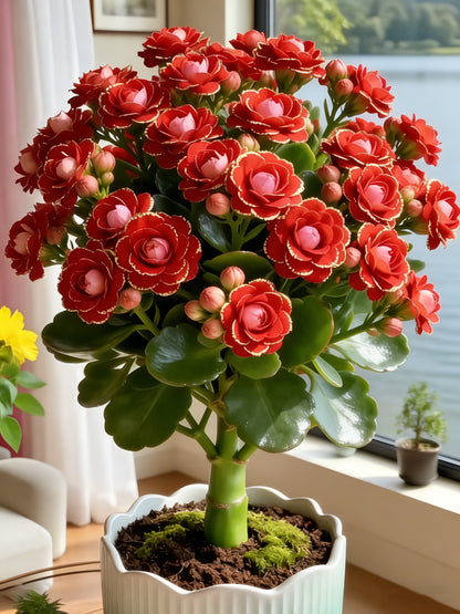 💮🏡Four Seasons Flowering & Attractive Flower Colors - Double Kalanchoe🪴