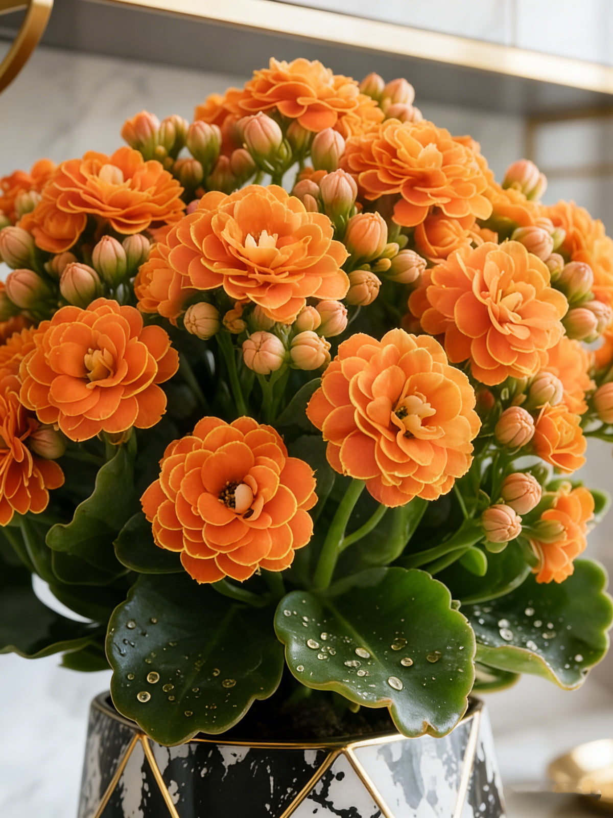 💮🏡Four Seasons Flowering & Attractive Flower Colors - Double Kalanchoe🪴