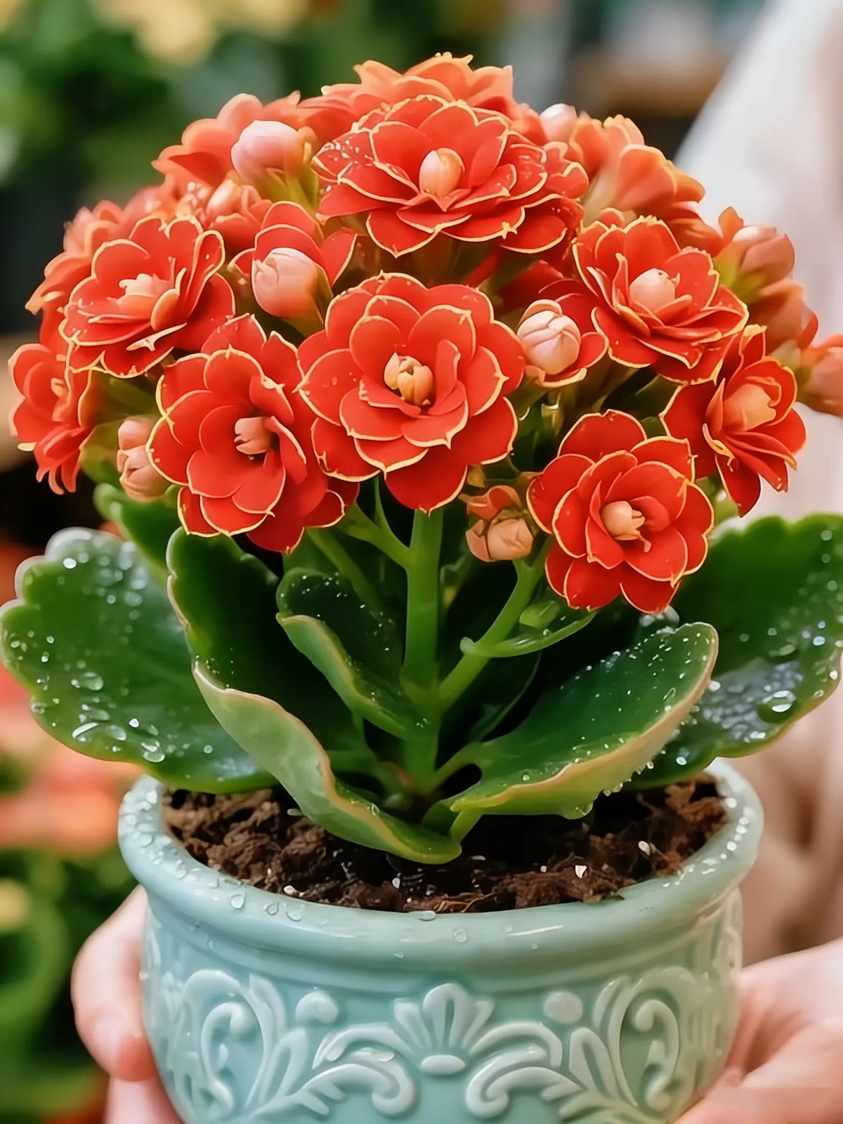 💮🏡Four Seasons Flowering & Attractive Flower Colors - Double Kalanchoe🪴