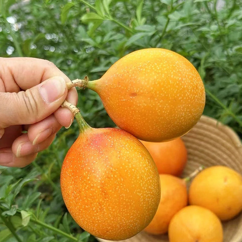 🍋🍋COLOMBIAN PASSION FRUIT SEEDS