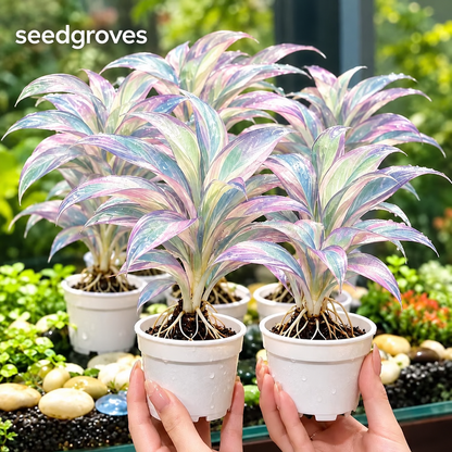 🫧✨ Stunning Haze Aquarium Bulbs - Colorful Aquarium Display 🌈