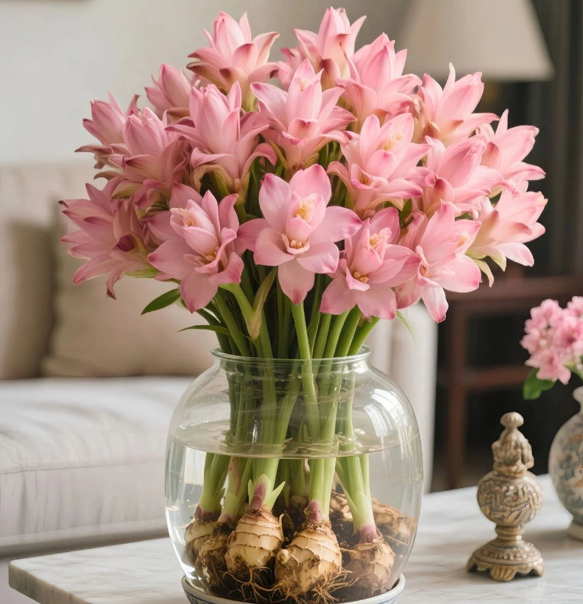 🤗🌸 Siam Tulip Rhizomes – Tropical Curcuma Flowers for Pots & Garden Beds🌱🏠
