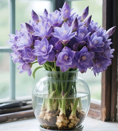 🤗🌸 Siam Tulip Rhizomes – Tropical Curcuma Flowers for Pots & Garden Beds🌱🏠