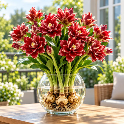 🤗🌸 Siam Tulip Rhizomes – Tropical Curcuma Flowers for Pots & Garden Beds🌱🏠