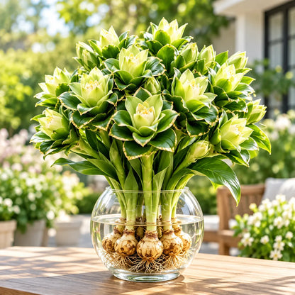 🤗🌸 Siam Tulip Rhizomes – Tropical Curcuma Flowers for Pots & Garden Beds🌱🏠