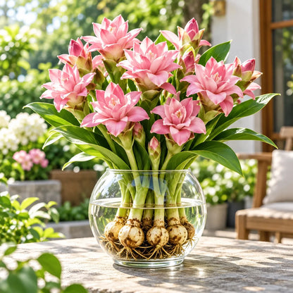 🤗🌸 Siam Tulip Rhizomes – Tropical Curcuma Flowers for Pots & Garden Beds🌱🏠