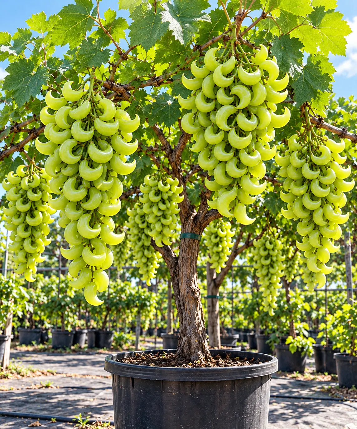 🌙🍇 Crescent Moon Grapes – Unique Garden Grapes for Trellises & Homegrown Harvests