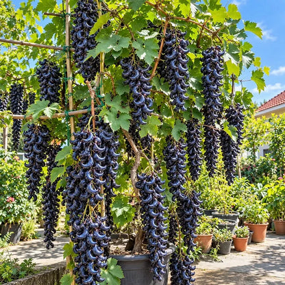 🌙🍇 Crescent Moon Grapes – Unique Garden Grapes for Trellises & Homegrown Harvests