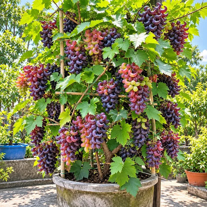 🌙🍇 Crescent Moon Grapes – Unique Garden Grapes for Trellises & Homegrown Harvests