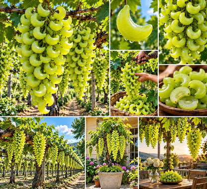 🌙🍇 Crescent Moon Grapes – Unique Garden Grapes for Trellises & Homegrown Harvests