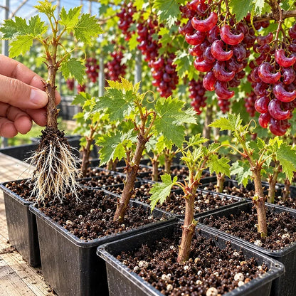 🌙🍇 Crescent Moon Grapes – Unique Garden Grapes for Trellises & Homegrown Harvests