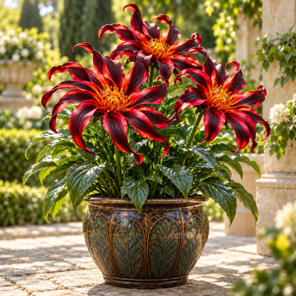 🌸 Giant Ribbon Lily Bulbs– Spectacular Curled Blooms for Water & Soil!
