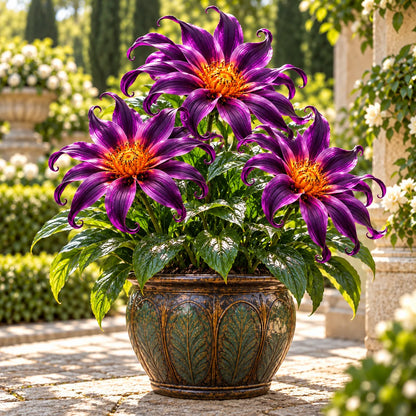 🌸 Giant Ribbon Lily Bulbs– Spectacular Curled Blooms for Water & Soil!