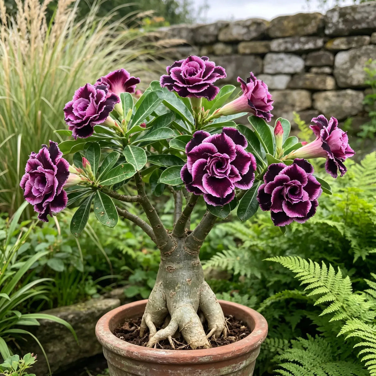 🤗🌺 Desert Rose Bulbs – Colorful Adenium obesum for Pots, Patios & Sunny Spaces