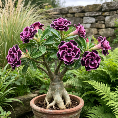 🤗🌺 Desert Rose Bulbs – Colorful Adenium obesum for Pots, Patios & Sunny Spaces