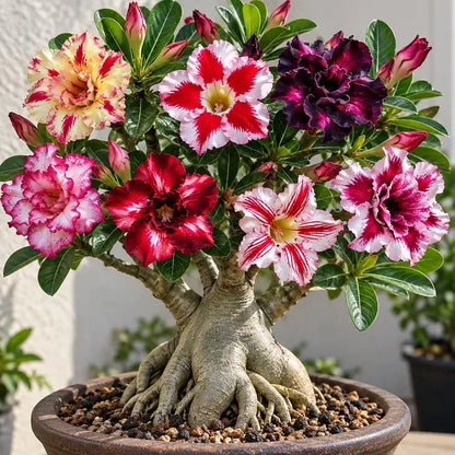 🤗🌺 Desert Rose Bulbs – Colorful Adenium obesum for Pots, Patios & Sunny Spaces
