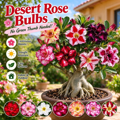 🤗🌺 Desert Rose Bulbs – Colorful Adenium obesum for Pots, Patios & Sunny Spaces