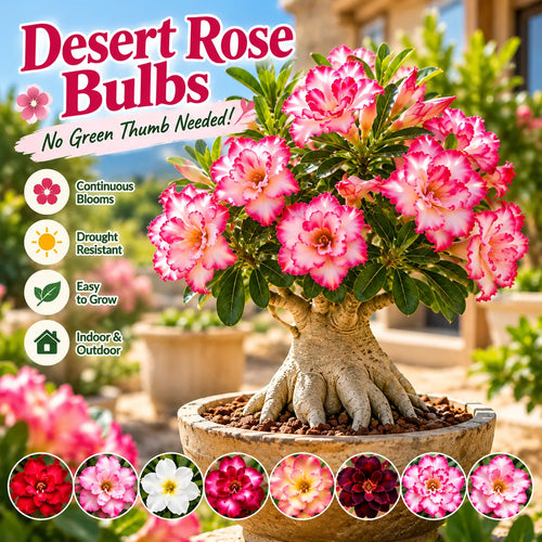 🤗🌺 Desert Rose Bulbs – Colorful Adenium obesum for Pots, Patios & Sunny Spaces