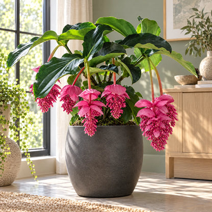 🌸 Medinilla Magnifica Bulbs– Rare Cascading Pink Flower for Indoor Growing