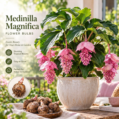 🌸Medinilla Magnifica Flower Bulbs