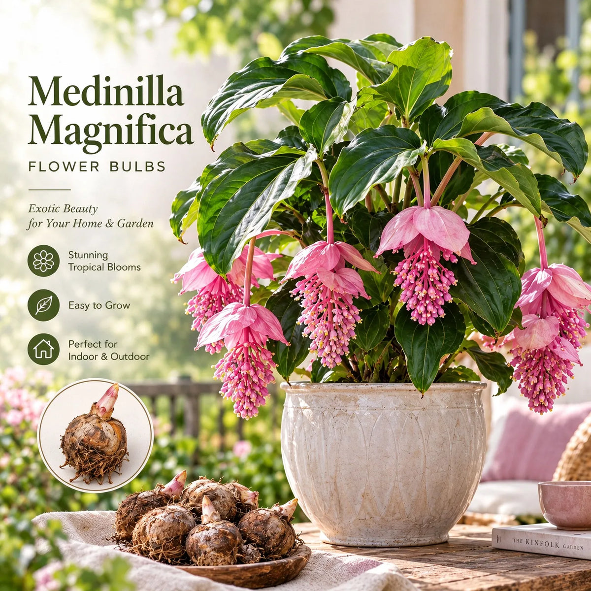 🌸 Medinilla Magnifica Bulbs– Rare Cascading Pink Flower for Indoor Growing