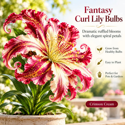 🏡Endless Garden Inspiration🌸 Fantasy Curl Lily Bulbs – Giant Spiral Blooms for Water & Soil Growing! 💧🌱