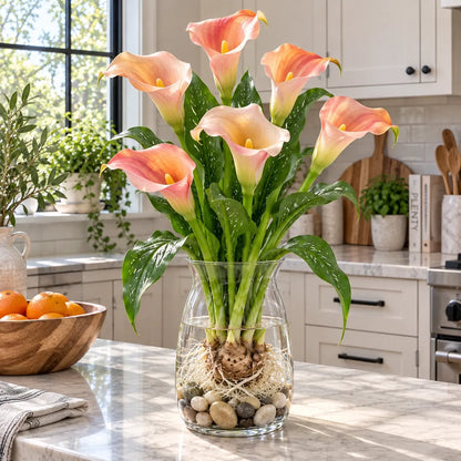 🌈🌸 Rare hydroponic Multicolor Calla Lily Bulbs