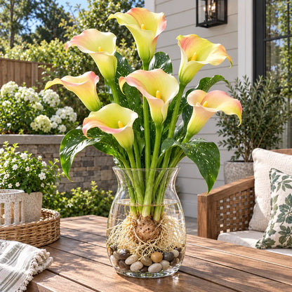 🌈🌸 Rare hydroponic Multicolor Calla Lily Bulbs