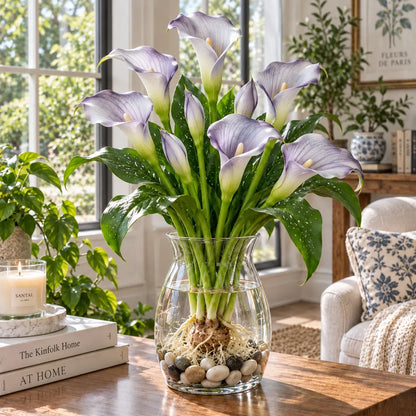 🌈🌸 Rare hydroponic Multicolor Calla Lily Bulbs
