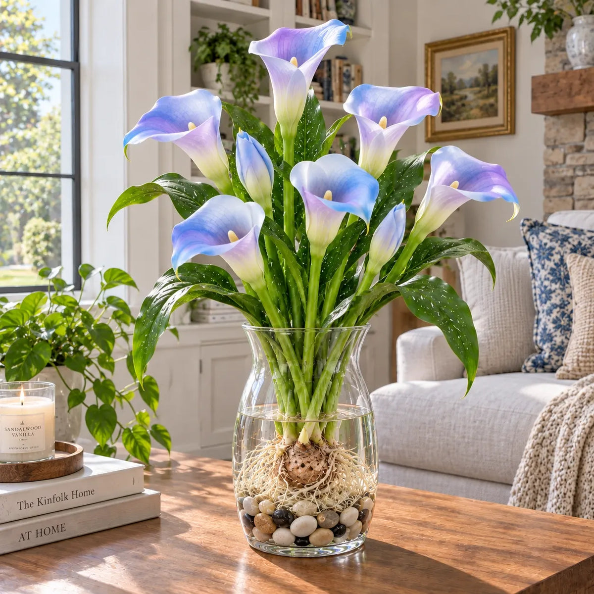 🌈🌸 Rare hydroponic Multicolor Calla Lily Bulbs