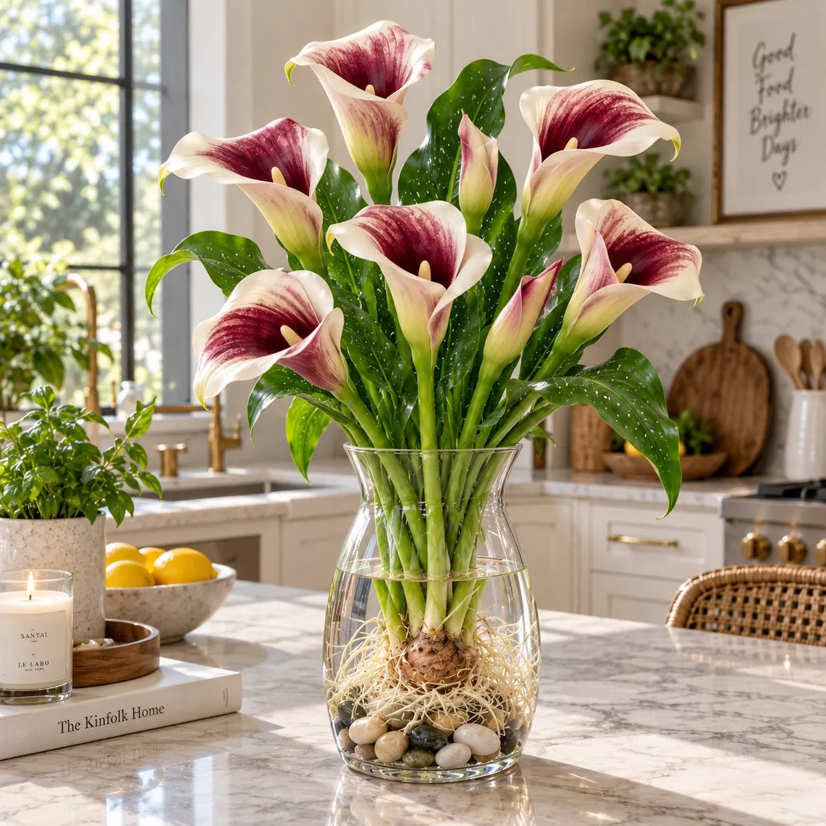 🌈🌸 Rare hydroponic Multicolor Calla Lily Bulbs