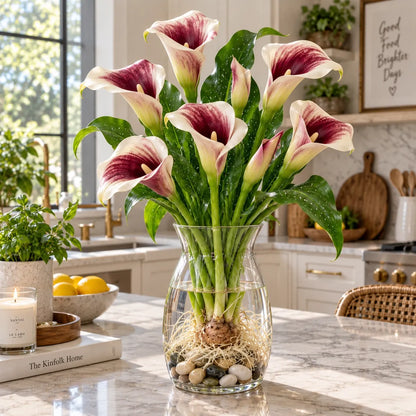 🌈🌸 Rare hydroponic Multicolor Calla Lily Bulbs