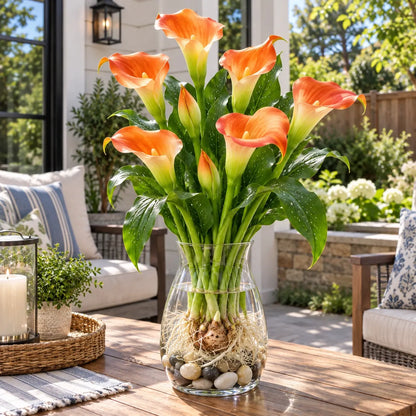 🌈🌸 Rare hydroponic Multicolor Calla Lily Bulbs