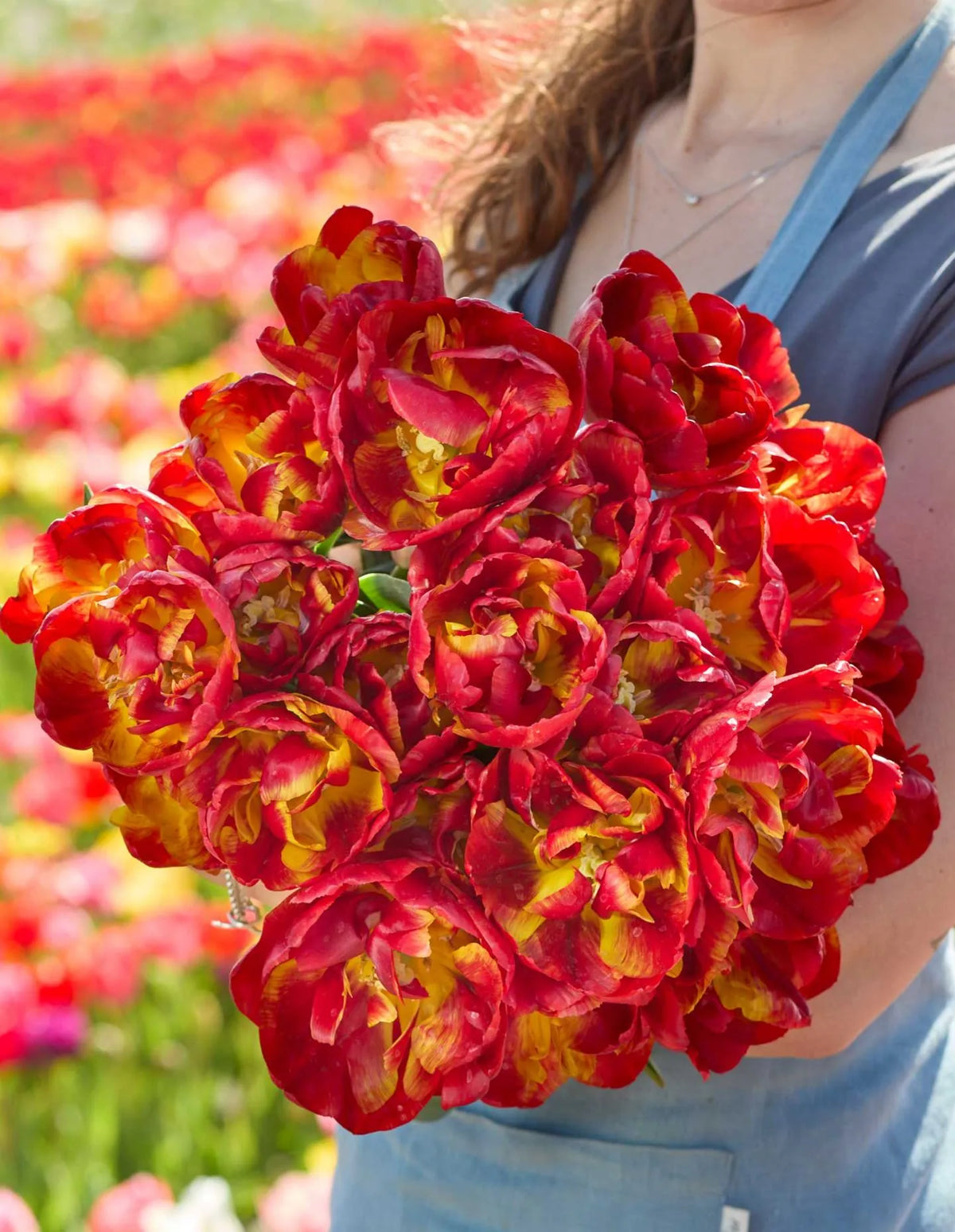🌷Vibrant Color and Eye-Catching Beauty🌿Tropical Sensation Tulip Bulbs