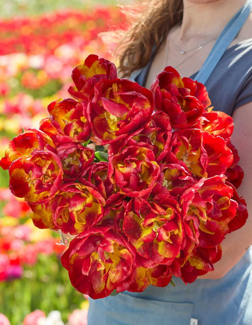 🌷Vibrant Color and Eye-Catching Beauty🌿Tropical Sensation Tulip Bulbs