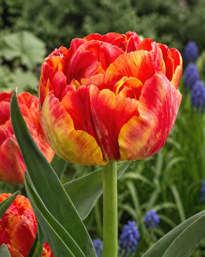 🌷Vibrant Color and Eye-Catching Beauty🌿Tropical Sensation Tulip Bulbs