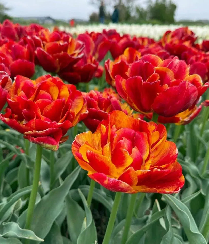 🌷Vibrant Color and Eye-Catching Beauty🌿Tropical Sensation Tulip Bulbs