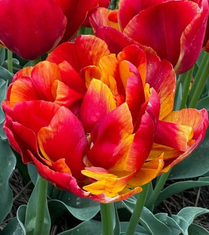 🌷Vibrant Color and Eye-Catching Beauty🌿Tropical Sensation Tulip Bulbs