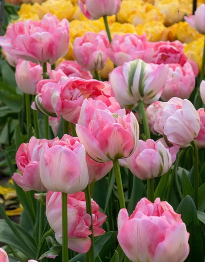 🌷Vibrant Color and Eye-Catching Beauty🌿Tropical Sensation Tulip Bulbs