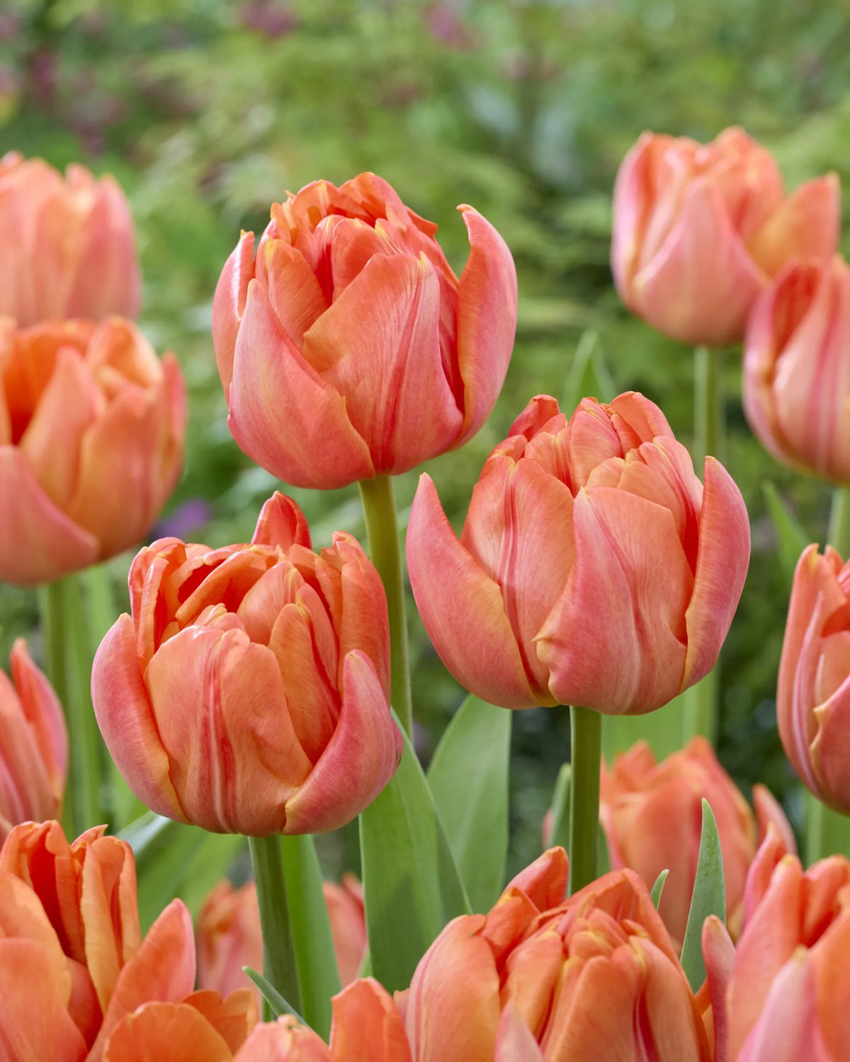 🌷Vibrant Color and Eye-Catching Beauty🌿Tropical Sensation Tulip Bulbs