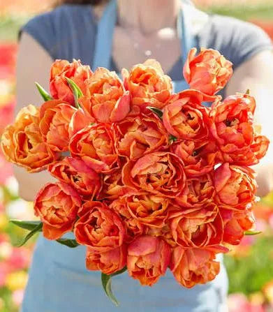 🌷Vibrant Color and Eye-Catching Beauty🌿Tropical Sensation Tulip Bulbs