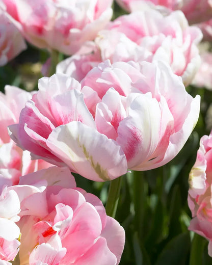 🌷Vibrant Color and Eye-Catching Beauty🌿Tropical Sensation Tulip Bulbs