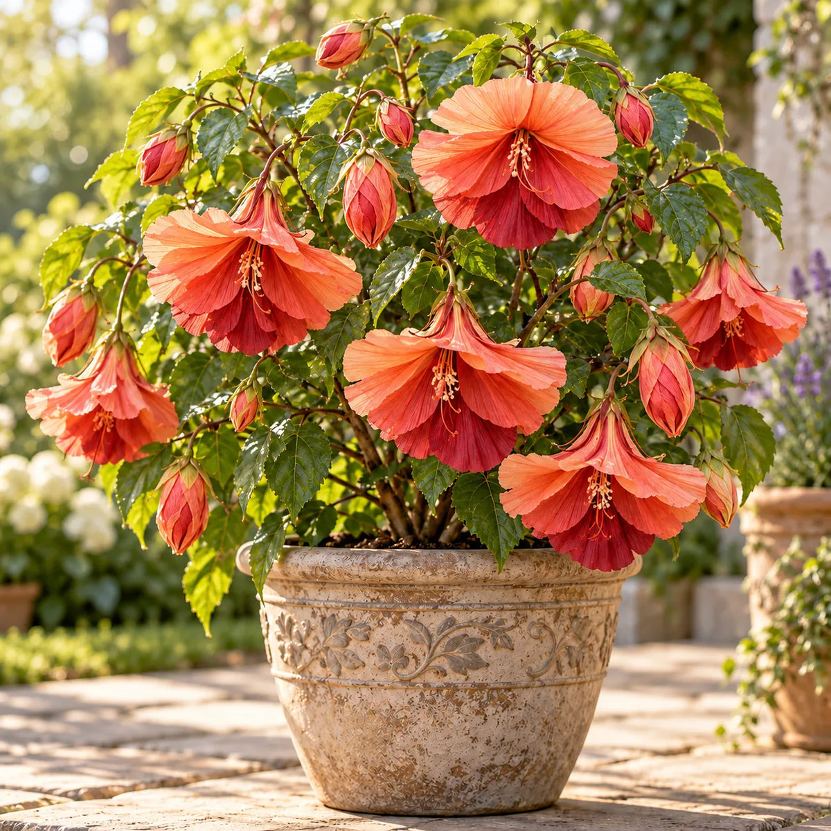 🌺Chinese Lantern Hibiscus Bulbs—featuring large, ruffled, downward-hanging blooms in 10 stunning colors!