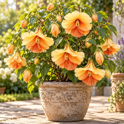 🌺Chinese Lantern Hibiscus Bulbs—featuring large, ruffled, downward-hanging blooms in 10 stunning colors!