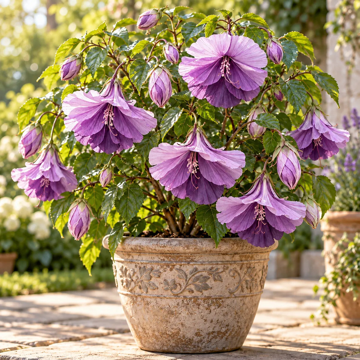 🌺Chinese Lantern Hibiscus Bulbs—featuring large, ruffled, downward-hanging blooms in 10 stunning colors!