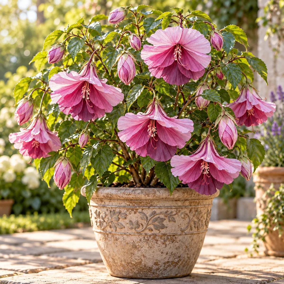 🌺Chinese Lantern Hibiscus Bulbs—featuring large, ruffled, downward-hanging blooms in 10 stunning colors!