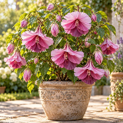 🌺Chinese Lantern Hibiscus Bulbs—featuring large, ruffled, downward-hanging blooms in 10 stunning colors!